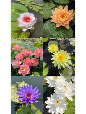 12 Adet Lotus Çiçeği Tohumu Nilüfer Çiçeği Karışık Renkli Orjinal Lotus Su ve Toprakta Yetişir