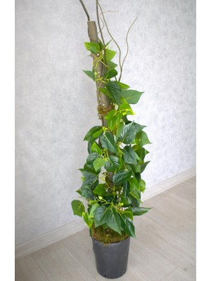 Yapay Bitki Sarmaşık Ağaç, 115 Cm, Siyah Saksı