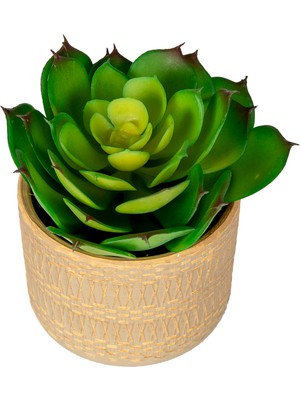 Herdekora Seramik Saksıda Sukulent Aranjmanı Yeşil 13X13 Cm.