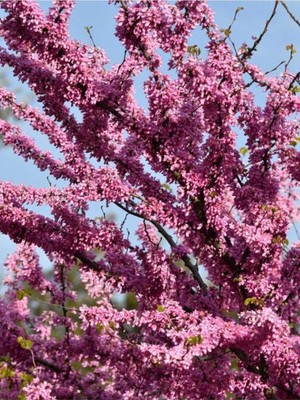 Pembe Erguvan Ağacı Fidanı 1 Adet Saksılı/tüplü 50-70CM (Pi̇nk Cerci̇s)