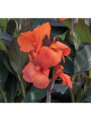 Belirtilmemiş Canna - Tesbih Çiçeği - Bronz Yaprak - Turuncu (1 Tohum)