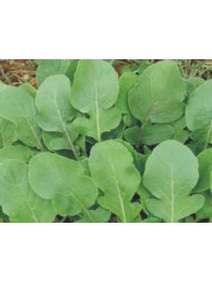 Esranın Dünyası Aksel Roka Tohumu - 10 Gram