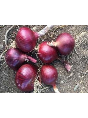 Esranın Dünyası Aksel Soğan Yekta Tohumu - 10 gr