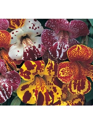 Esranın Dünyası Mimulus Çiçeği Tohumu - Çok Çiçekli Bodur, Karışık Renkli - 15 Adet