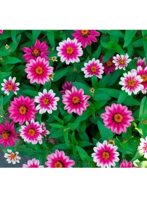 Esranın Dünyası Zinnia Çiçeği Tohumu (Kirli Hanım) - 5 Tohum