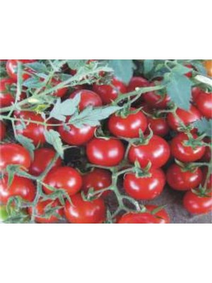 Esranın Dünyası Domates Cherry Tohumu - 100 Adet