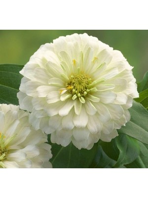 Esranın Dünyası Büyük Geniş Çiçekli Beyaz Zinnia Tohum Seti (5 Adet)