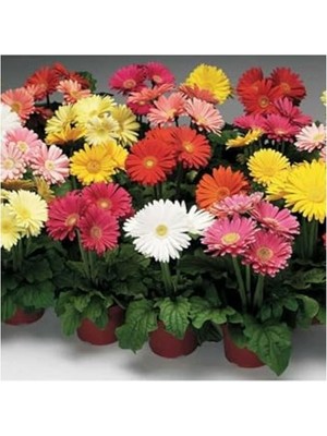 Esranın Dünyası Karışık Renkli Gerbera Çiçeği Tohumları, Bahçe Için Renkli Alternatif