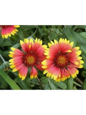 Esranın Dünyası 30 Adet Gaillardia Gayret Çiçeği Tohumu, Indian Blanket