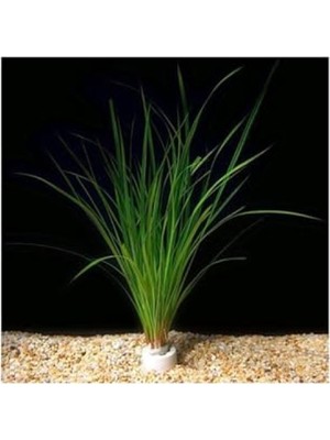 Esranın Dünyası Cyperus Juncus Canlı Bitki Saksısı