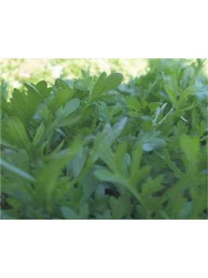 Esranın Dünyası Tere Kıl Yaprak Tohumu - 10 gr