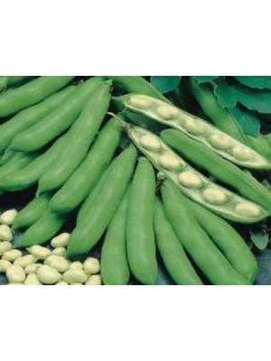 Esranın Dünyası Bakla Tohumu - 10 gr
