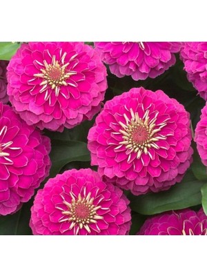 Esranın Dünyası Büyük Geniş Çiçekli Pembe Zinnia Tohum Seti (5 Adet)