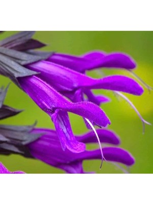 Esranın Dünyası Mor Ateş Çiçeği (Salvia F1) Tohumu - 30 Adet