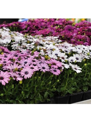 Larskas Kalıcı Bodrum Papatyası Tohumu - Sarı ve Pembe Renkli - 5 Tohum