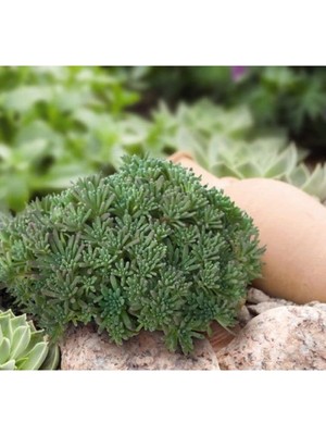 Larskas Yeşil Renkli Sedum Tohumu, Iri Damarlı Yapraklar, 15 Tohum