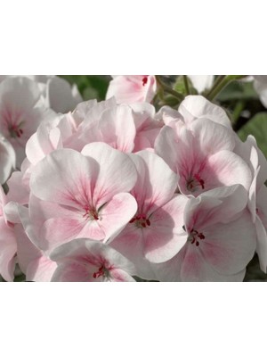 Larskas Pembe - Beyaz Sardunya Tohumu - 10 Tohum