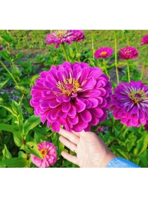 Larskas Pembe Zinnia Kirli Hanım Tohumu - Dev Çiçekli, Uzun Boylu - 5 Tohum