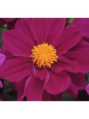 Larskas Mor Renkli Bodur Yıldız Çiçeği Tohumu - 10 Tohum