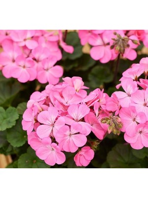 Larskas Pembe Renkli Sardunya Tohumu - 5 Tohum