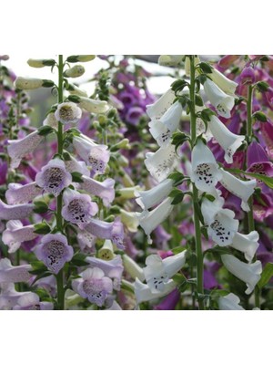 Larskas Digitalis Çiçeği Tohumu