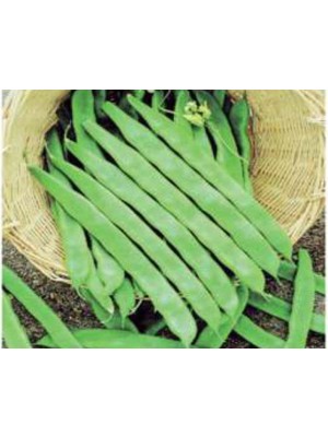 Larskas Fasulye Helga Tohumu - Aksel 10 gr