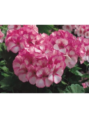 Larskas Lekeli Pembe Sardunya (10 Tohum)