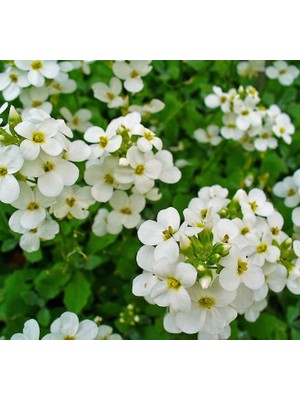 Larskas Arabis Tohumu (Alp Kesimi) Beyaz Renkli - 20 Tohum