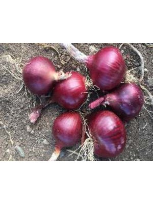 Larskas Soğan Yekta Tohumu - Aksel 10 gr