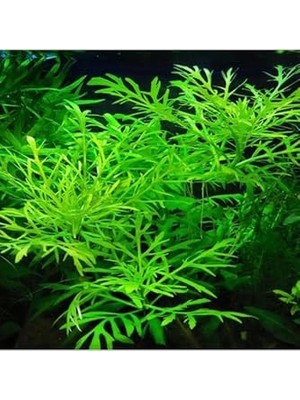 Larskas Hygrophila Difformis 4-6 Kök Canlı Bitki
