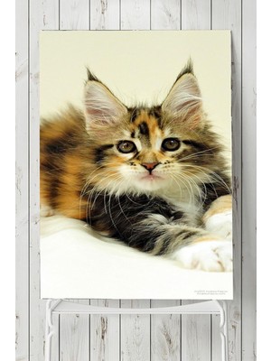 Karahanbey Postermanya (PSTER5405) Kedi Hayvan Posteri 5 40X60 cm