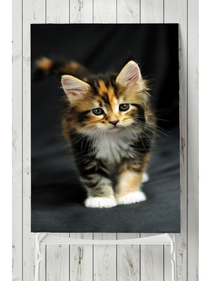 Karahanbey Postermanya (PSTER5383) Kedi Hayvan Posteri 2 40X60CM