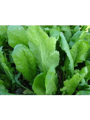 Esranın Dünyası Geniş Yapraklı Doğal Tere Tohumu
