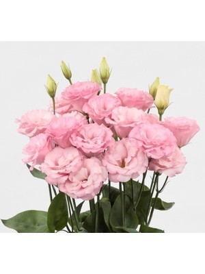 Esranın Dünyası Pembe Katmerli Bodur Lisianthus Çiçeği Tohumu - 5 Adet