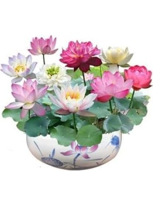 Esranın Dünyası 5 Adet Nadir Uzak Doğu Lotus Çiçeği Tohumu, Kutsal Karışım