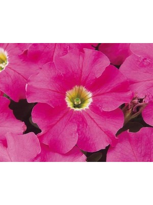Larskas Pembe Petunya (20 Tohum)