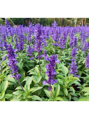 Larskas Leylak Ateş Çiçeği - Salvia F1 Tohumu (30 Tohum)