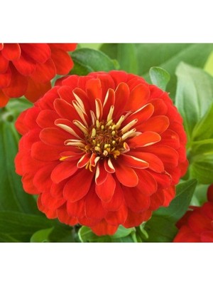 Larskas Büyük Geniş Çiçekli Zinnia Tohumu - Kırmızı (5 Tohum)