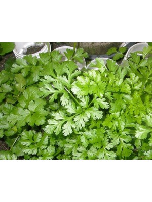Larskas Kişniş Tohumu - Aksel 10 gr