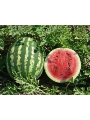Larskas Crimson Sweet Karpuz Tohumu - 10 gr