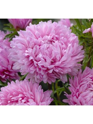 Larskas Aster Kasımpatı (Krizantem) Pembe Renkli - 20 Tohum