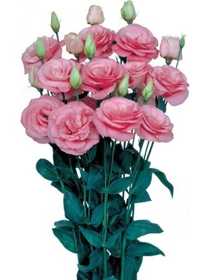 Larskas Lisianthus Çiçeği Tohumu (Katmerli, Bodur) Pembe Renkli - 5 Tohum