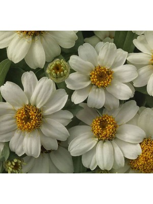 Larskas Zinnia Çiçeği Tohumu (Mini Çiçekli, Kirli Hanım) Beyaz Renkli - 5 Tohum