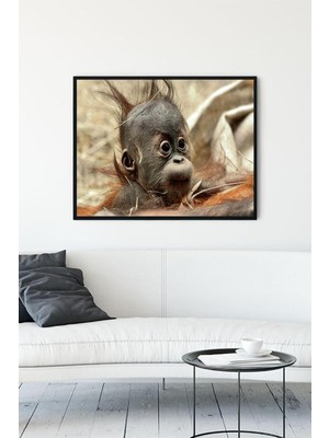 Belirtilmemiş Postermanya (PSTER13936) Yavru Maymun Eğlenceli Mizahi Çerçeveli Tablo (50X70CM)