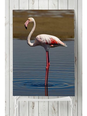 Belirtilmemiş Postermanya (PSTER4510) Flamingo Hayvan Posteri 50X70CM