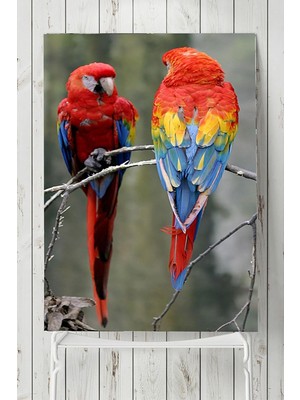 Belirtilmemiş Postermanya (PSTER7579) Papağan Hayvan Posteri (50X70CM)