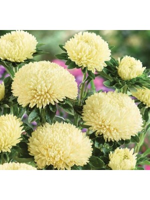Esranın Dünyası Aster Kasımpatı (Krizantem) Sarı Renkli - 20 Tohum