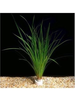 Esranın Dünyası Cyperus Juncus Saksı Canlı Bitki