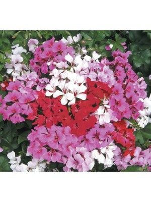 Esranın Dünyası Sakız Sardunya Tohumu - Karışık Renkli (5 Tohum)