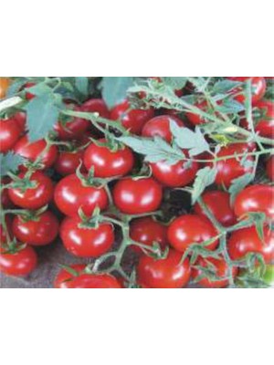 Esranın Dünyası Domates Cherry Tohumu - Aksel 100 Adet